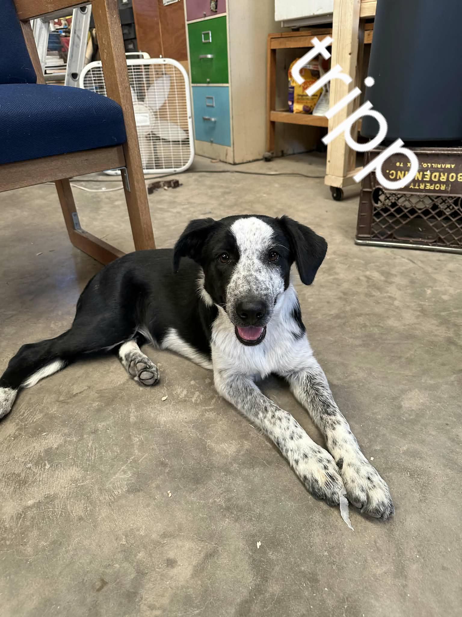 Enlarge Lol-Tripp, a Adoptable Australian Cattle Dog / Blue Heeler in Billings, MT image 2/4