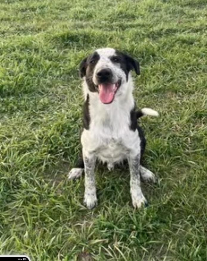 Enlarge Lol-Tripp, a Adoptable Australian Cattle Dog / Blue Heeler in Billings, MT image 1/4