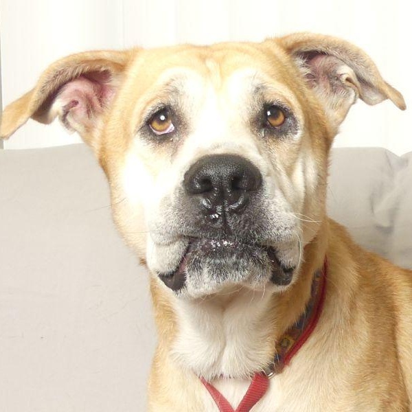 Enlarge BETTY, a Adoptable mixed breed in Ukiah, CA image 1/4