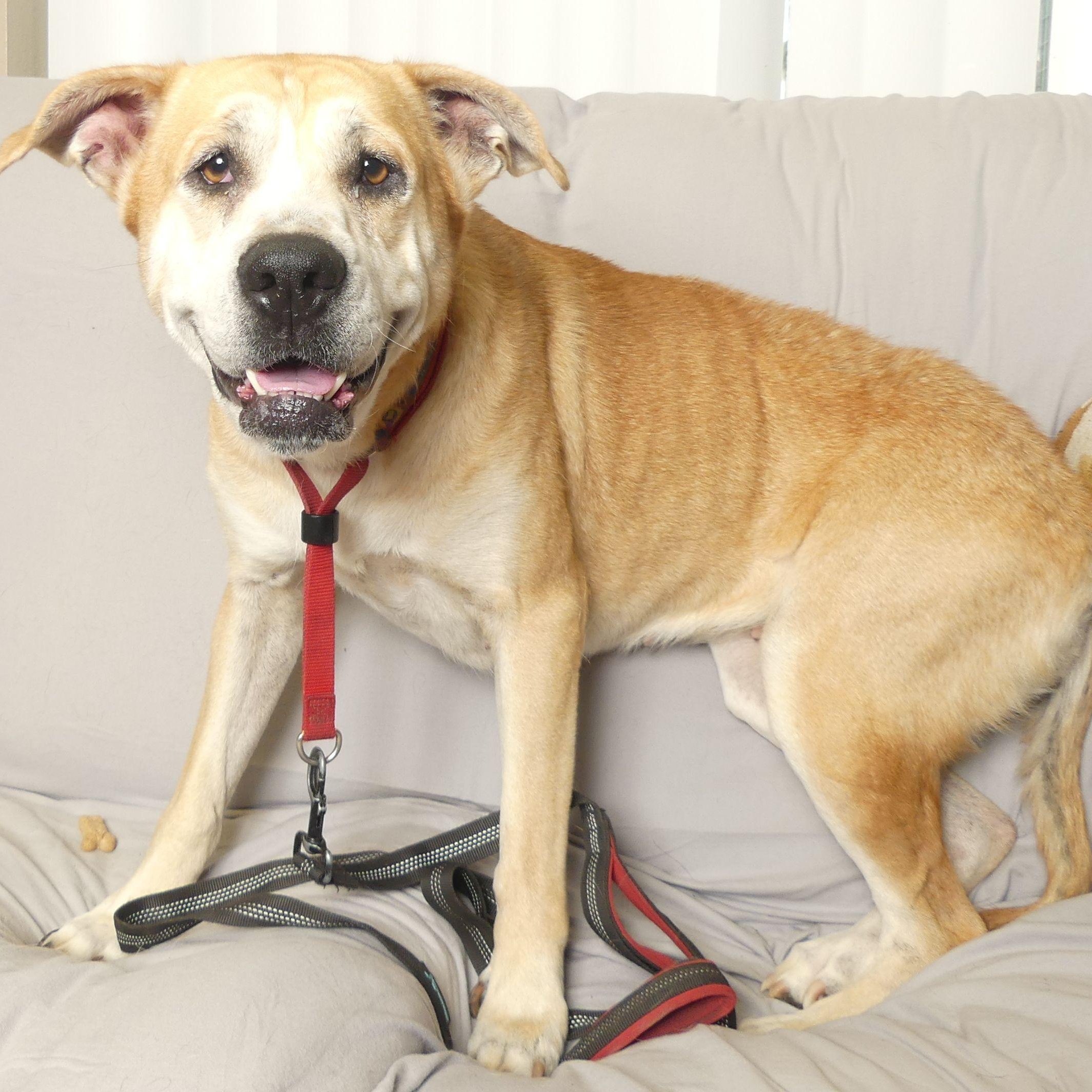 Enlarge BETTY, a Adoptable mixed breed in Ukiah, CA image 2/4