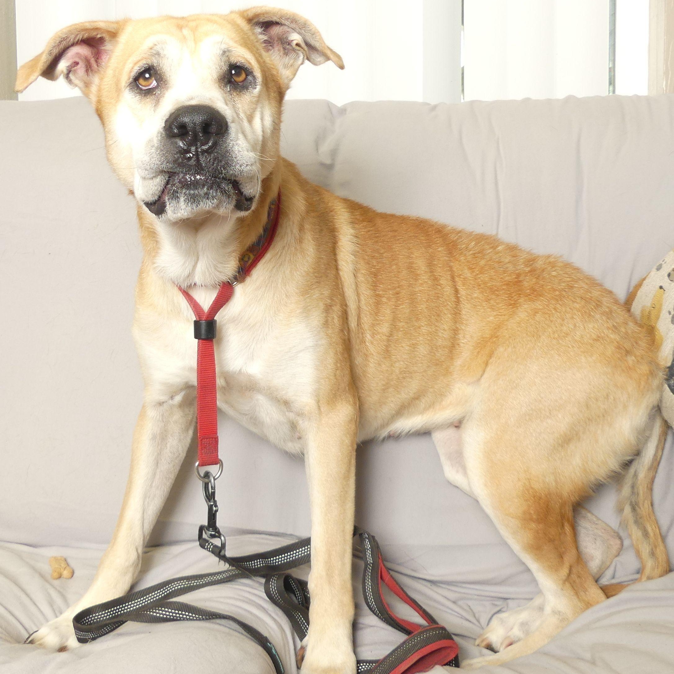 Enlarge BETTY, a Adoptable mixed breed in Ukiah, CA image 4/4