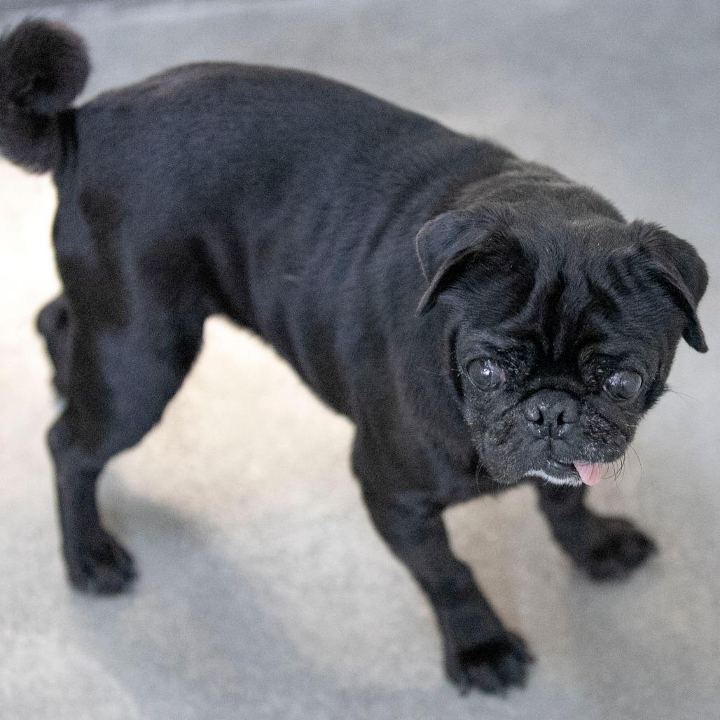 Enlarge Pugsley (OT25-138), a Adoptable Pug in Peyton, CO image 1/5