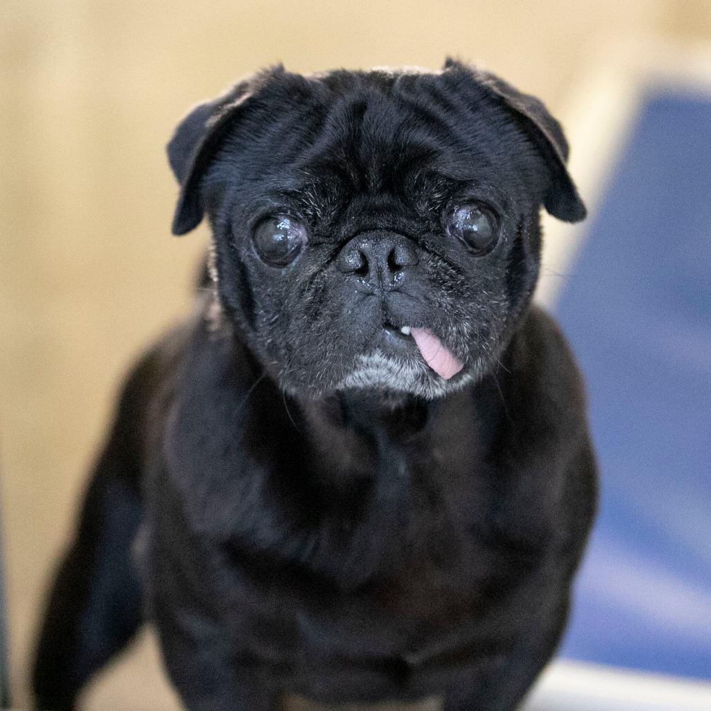Enlarge Pugsley (OT25-138), a Adoptable Pug in Peyton, CO image 3/5