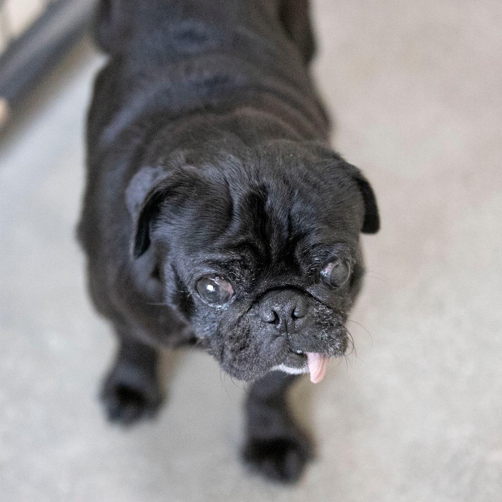 Enlarge Pugsley (OT25-138), a Adoptable Pug in Peyton, CO image 4/5