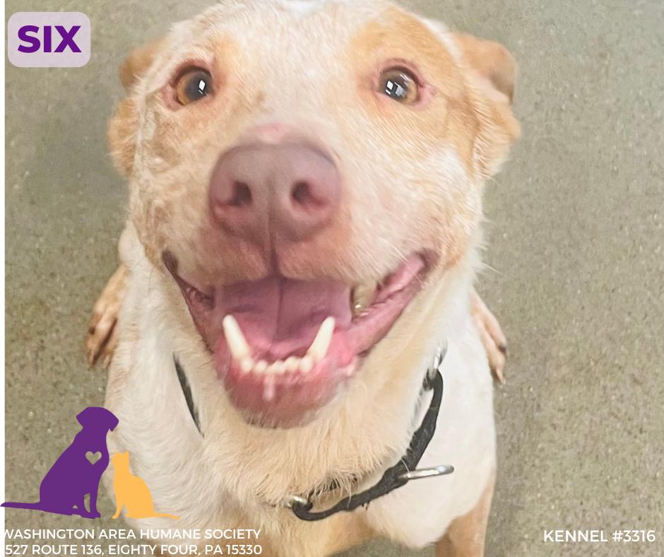 Enlarge Six, a Adoptable Australian Cattle Dog / Blue Heeler in Eighty Four, PA image 1/1