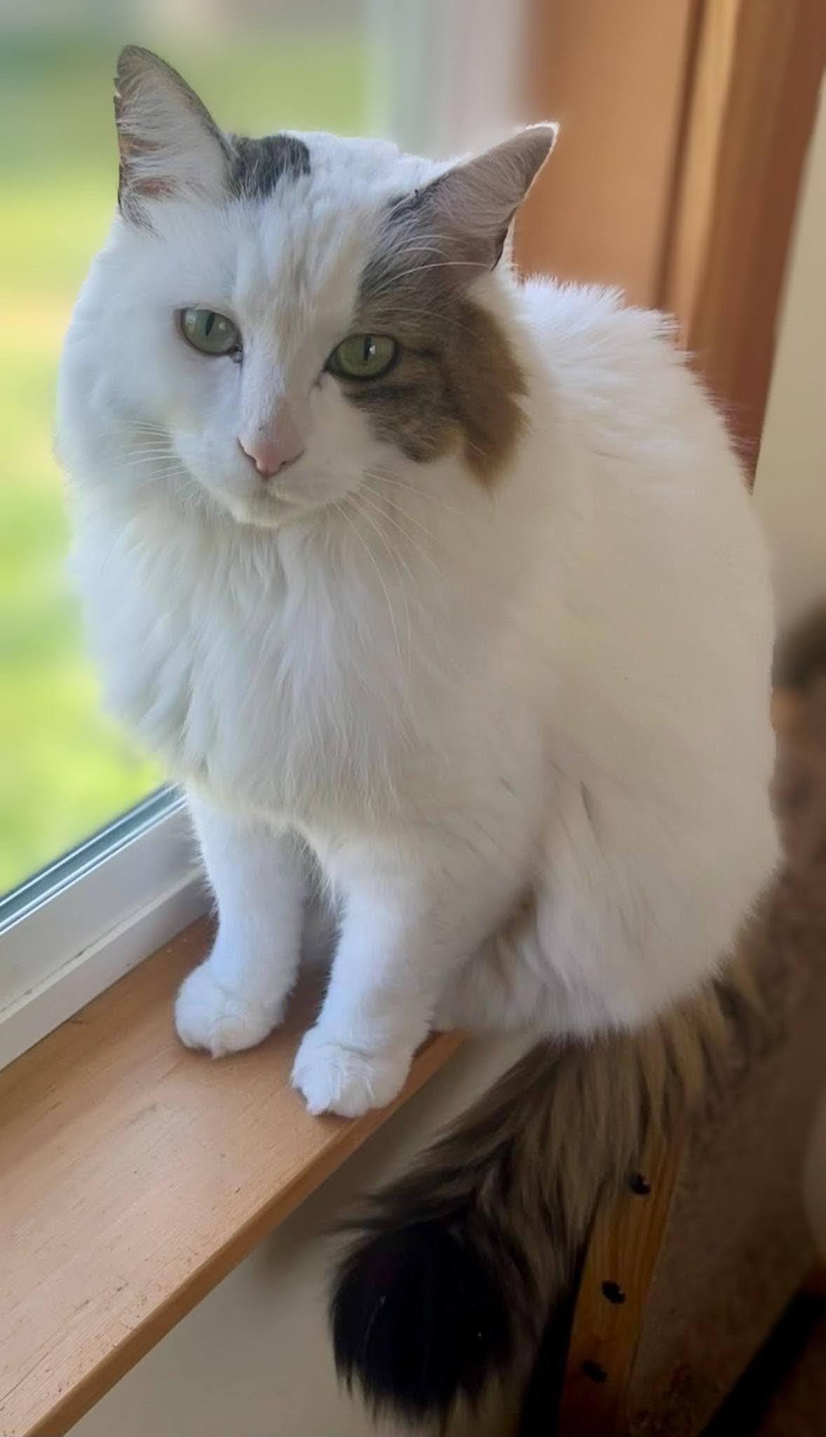 Gus, adopted, Adult Male Maine Coon & Turkish Van.