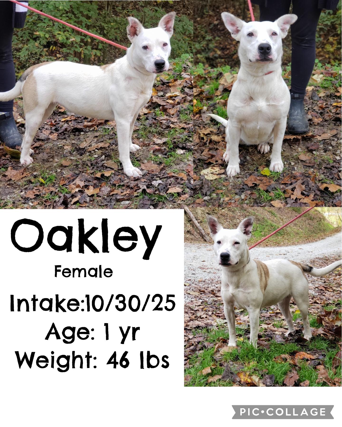 Enlarge Oakley, a Adoptable mixed breed in Staffordsville, KY image 1/1