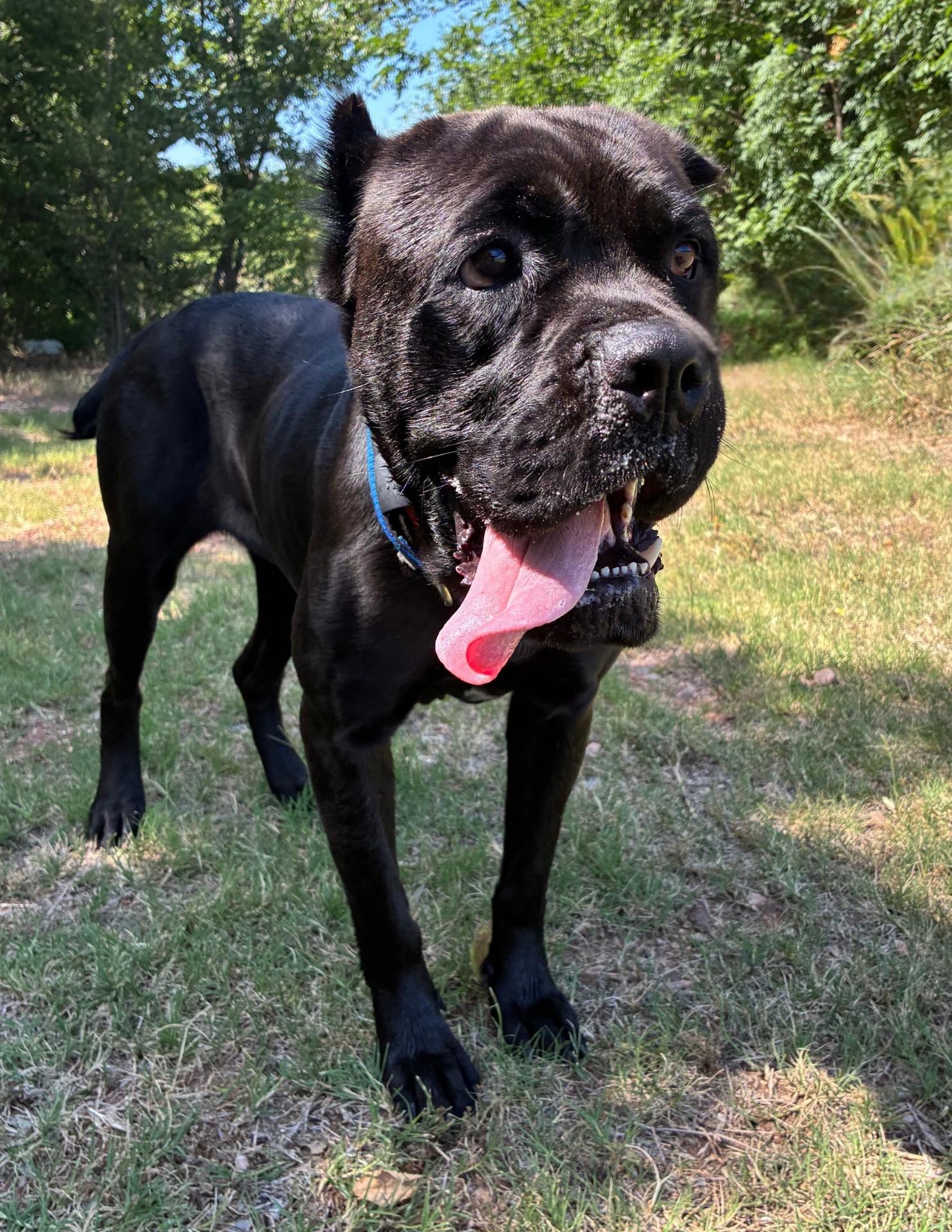 Margot, a ADOPTABLE mixed breed in Oklahoma City, OK image 1/5