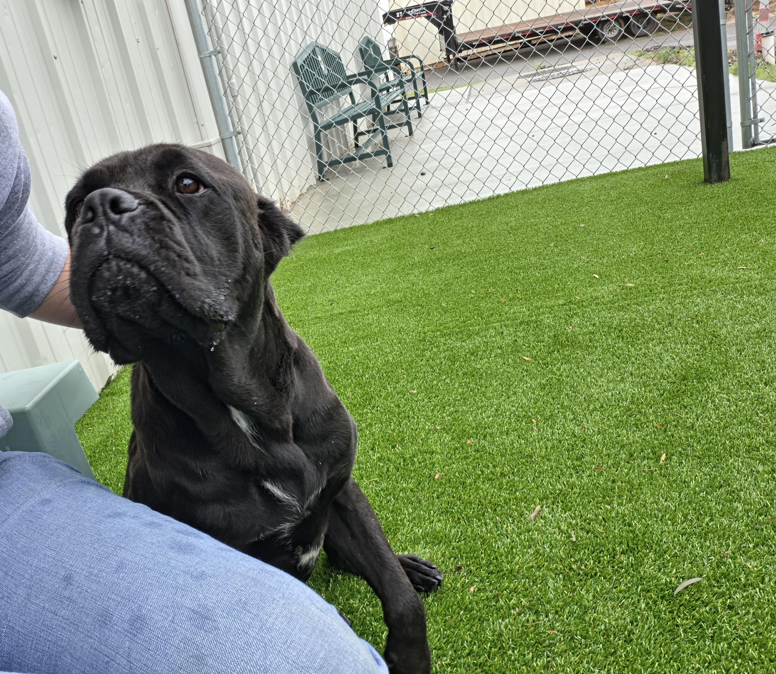 Margot, a ADOPTABLE mixed breed in Oklahoma City, OK image 5/5
