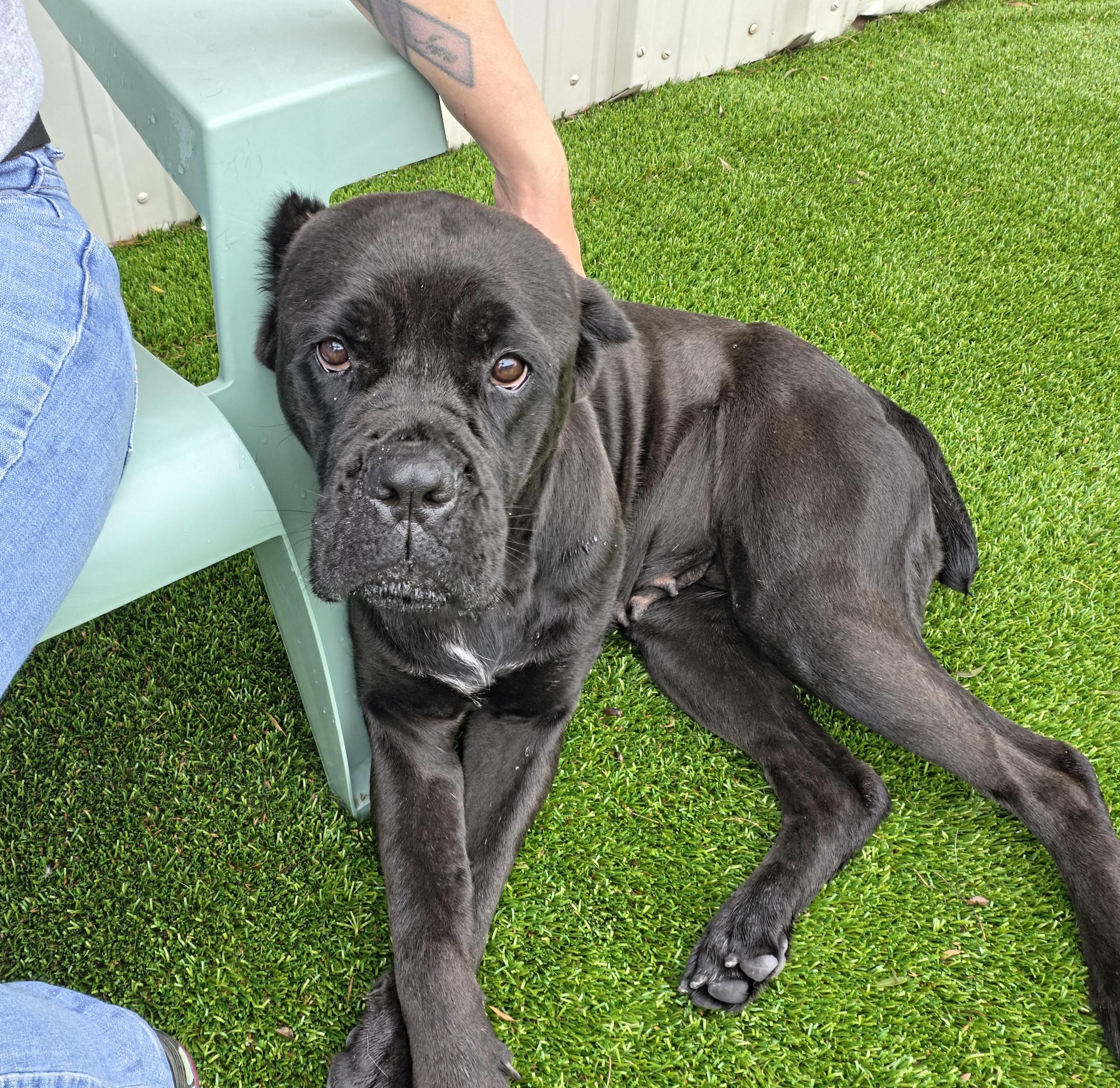Margot, a ADOPTABLE mixed breed in Oklahoma City, OK image 4/5