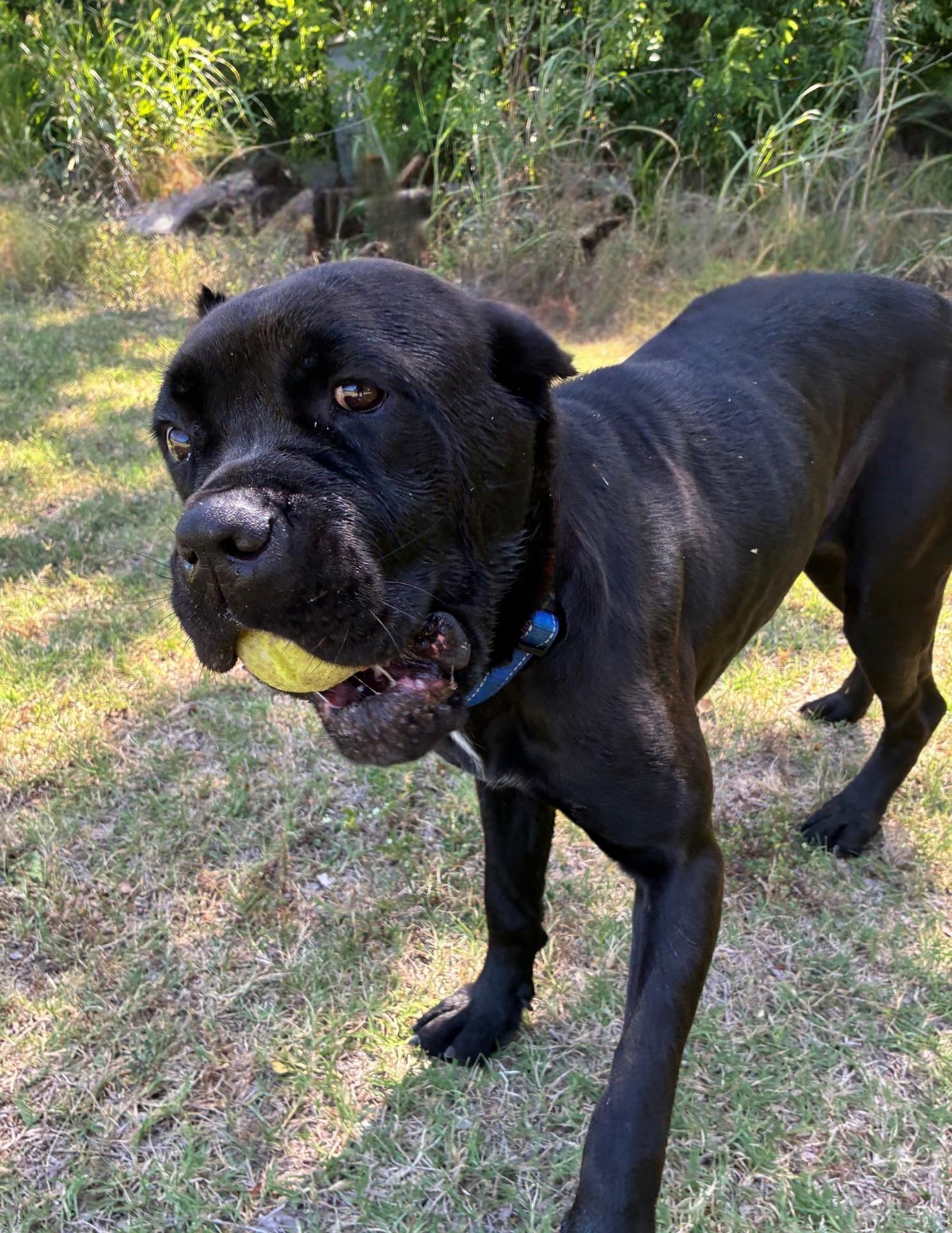 Margot, a ADOPTABLE mixed breed in Oklahoma City, OK image 2/5