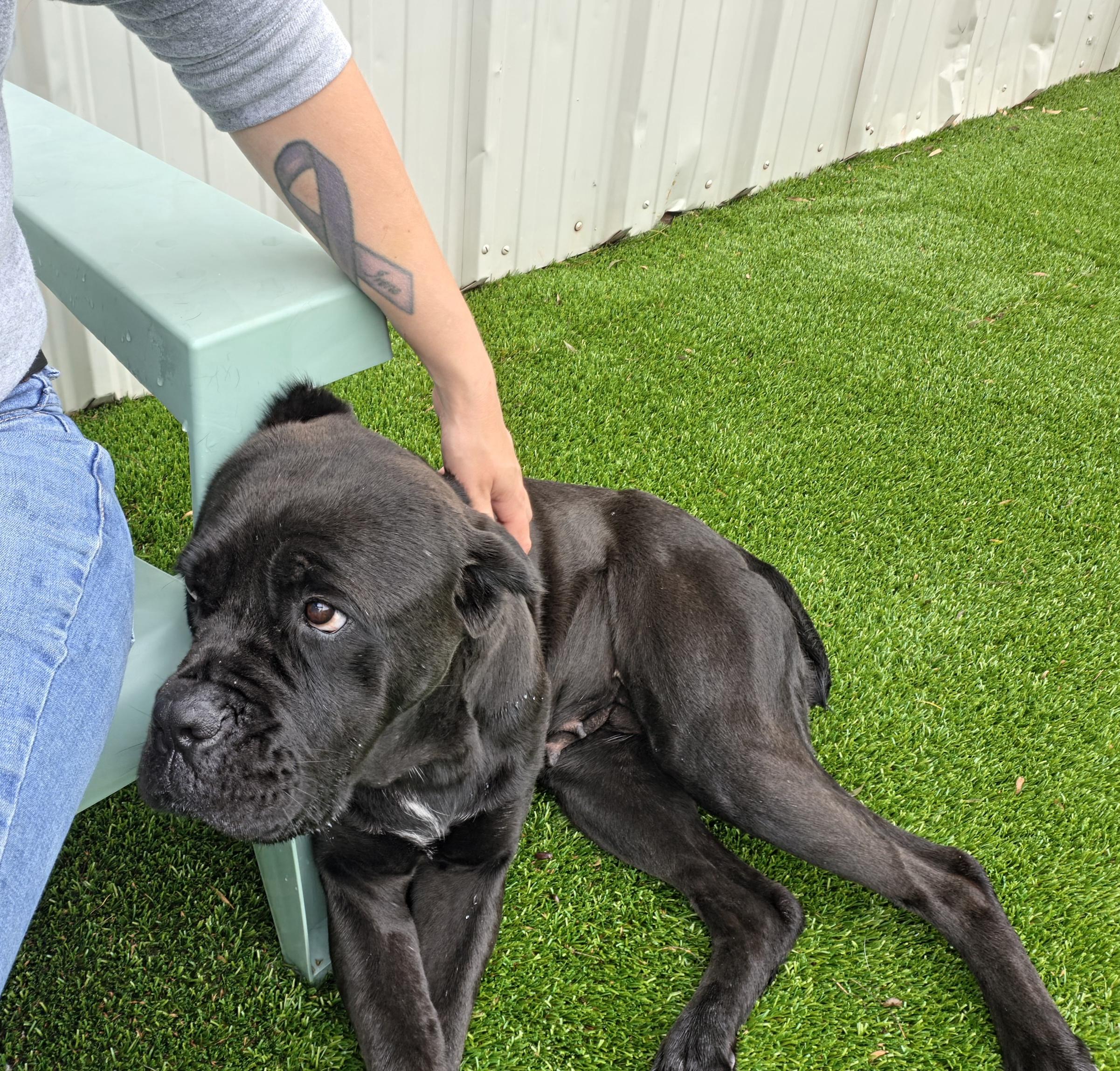 Margot, a ADOPTABLE mixed breed in Oklahoma City, OK image 3/5