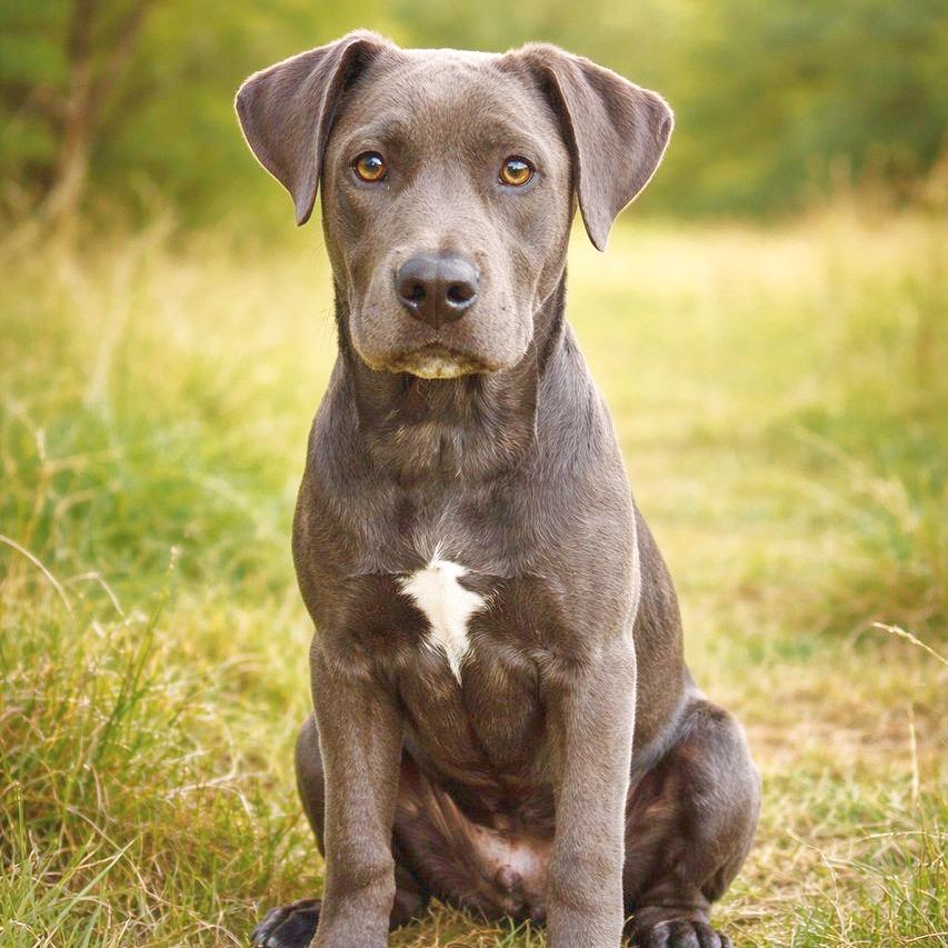 Gaspar, Adoptable, Puppy Male Pit Bull Terrier.