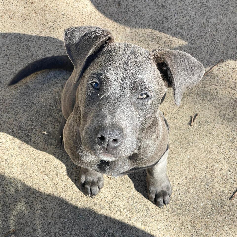 Gaspar, Adoptable, Puppy Male Pit Bull Terrier.