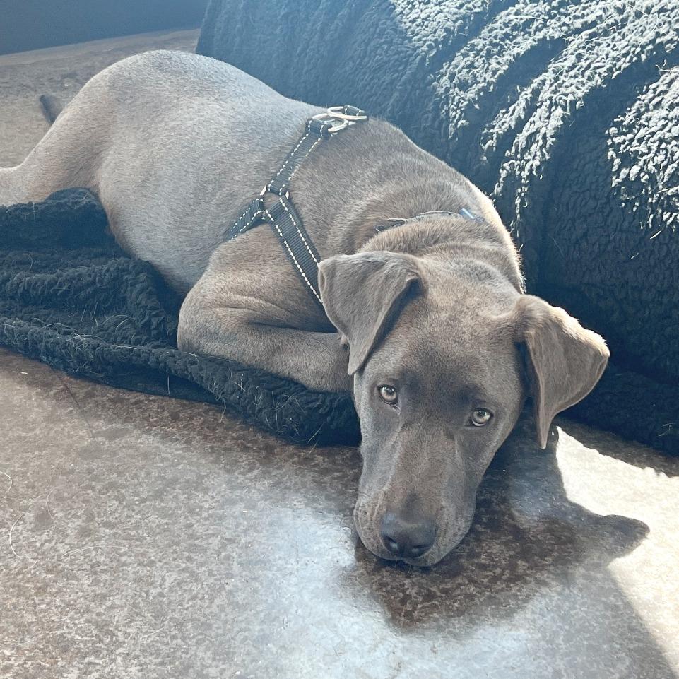 Enlarge Gaspar, a Adoptable mixed breed in Flower Mound, TX image 2/6