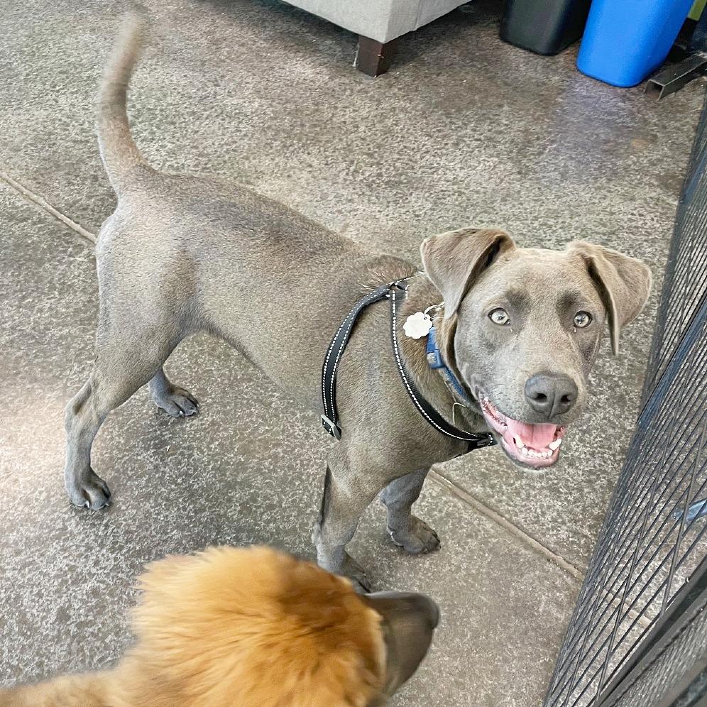 Enlarge Gaspar, a Adoptable mixed breed in Flower Mound, TX image 3/6