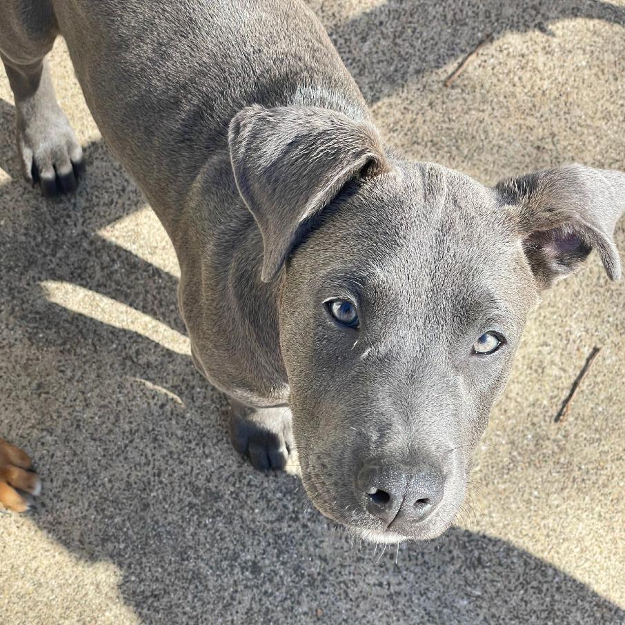 Enlarge Gaspar, a Adoptable mixed breed in Flower Mound, TX image 4/6