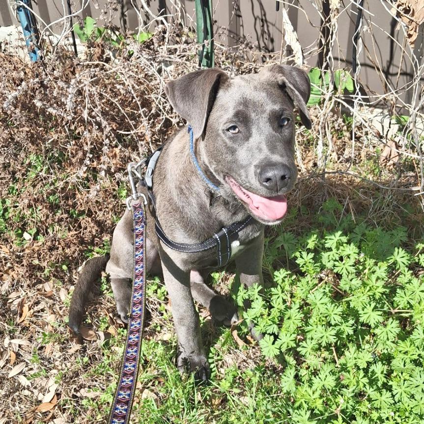 Enlarge Gaspar, a Adoptable mixed breed in Flower Mound, TX image 5/6