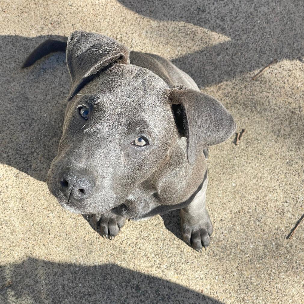 Gaspar, a Adoptable mixed breed in Flower Mound, TX image 3/6