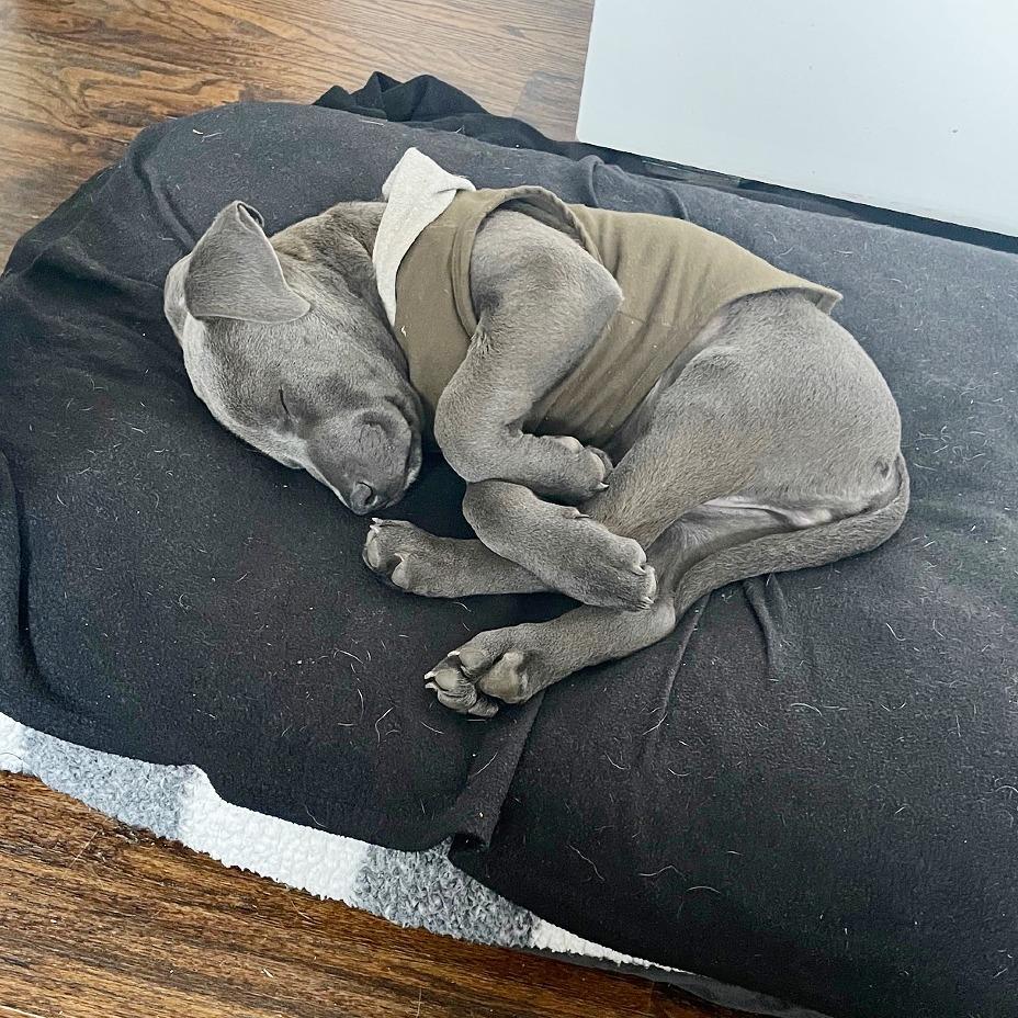 Gaspar, a Adoptable mixed breed in Flower Mound, TX image 4/6