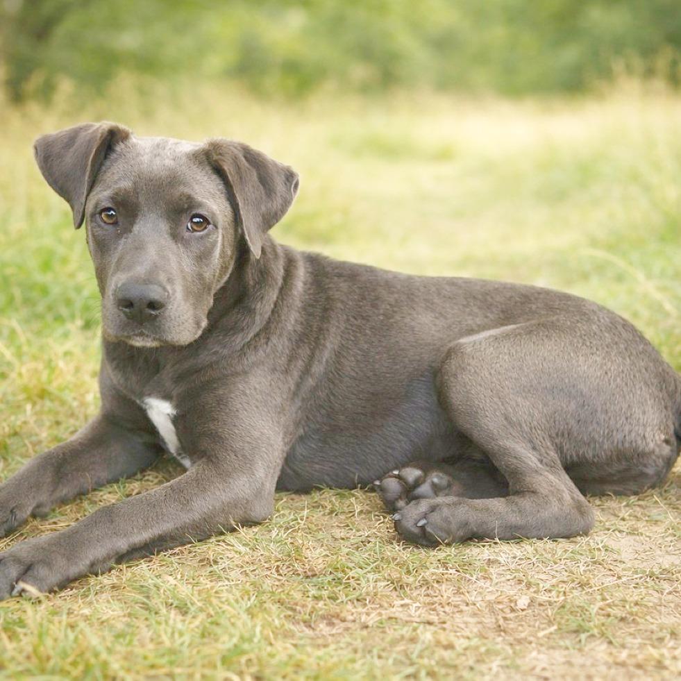 Gaspar, a Adoptable mixed breed in Flower Mound, TX image 5/6