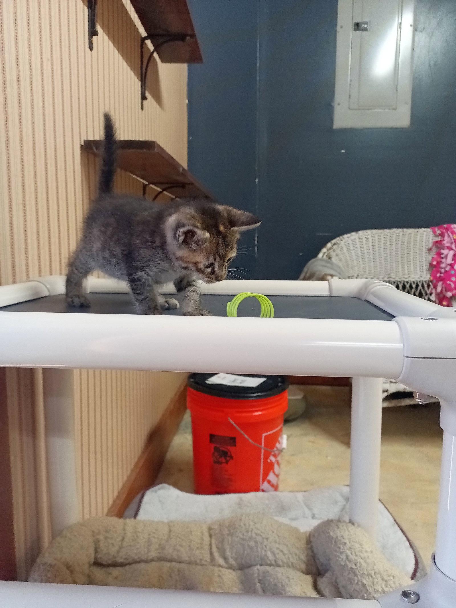 Claire, Adoptable, Kitten Female Tabby & Tortoiseshell.