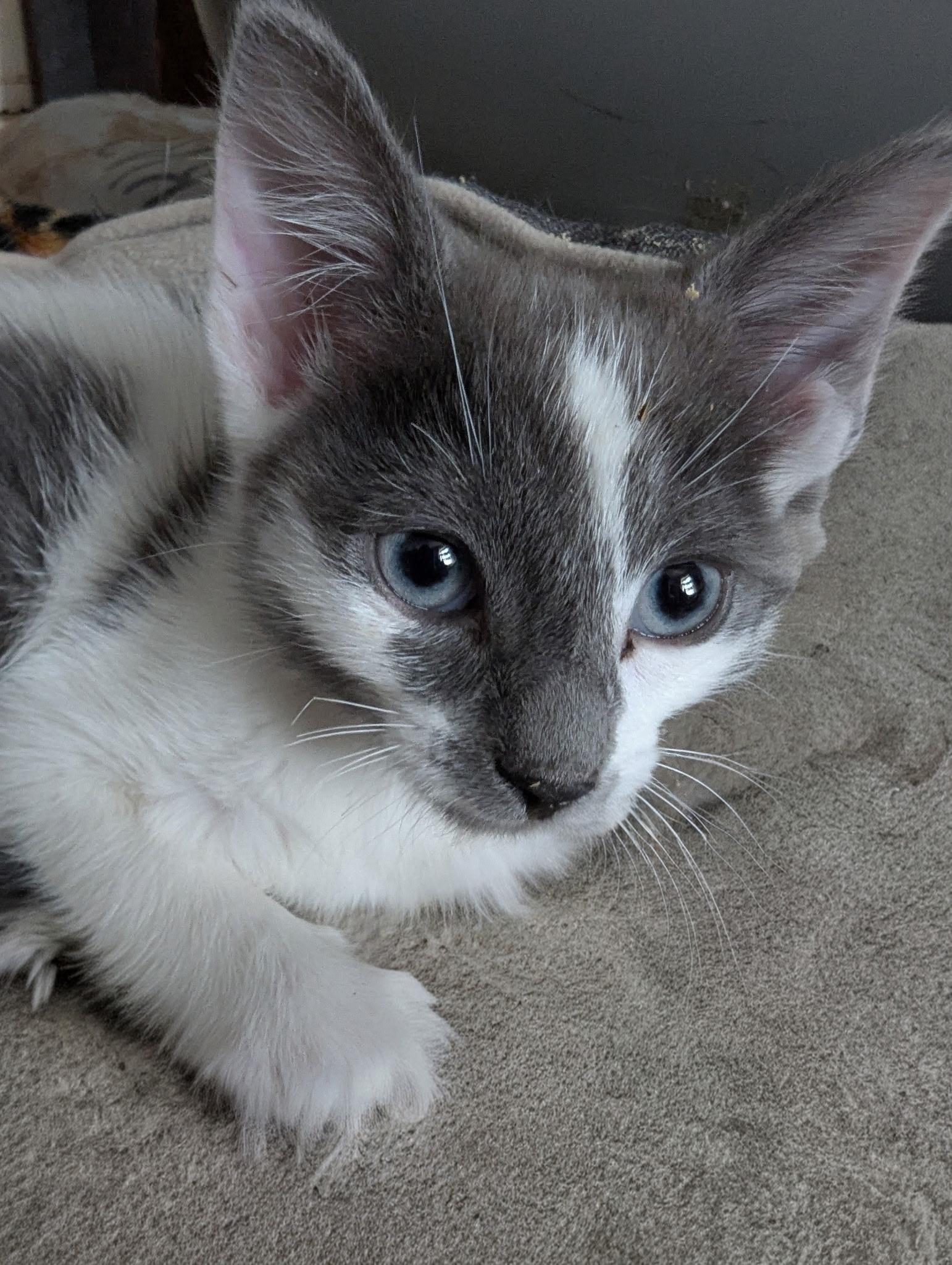 Enlarge Saturn, an adopted Domestic Short Hair in NEW YORK, NY image 2/2