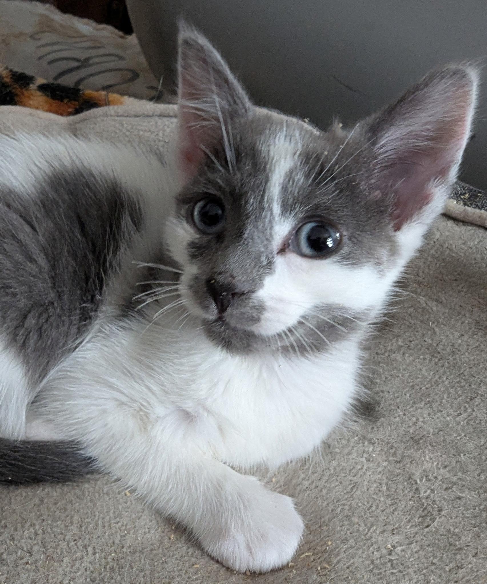 Enlarge Saturn, an adopted Domestic Short Hair in NEW YORK, NY image 1/2