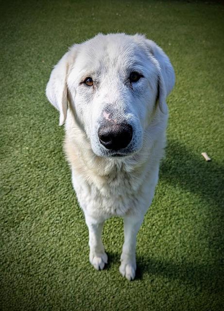 GEORGE, Adoptable, Adult Male Great Pyrenees.