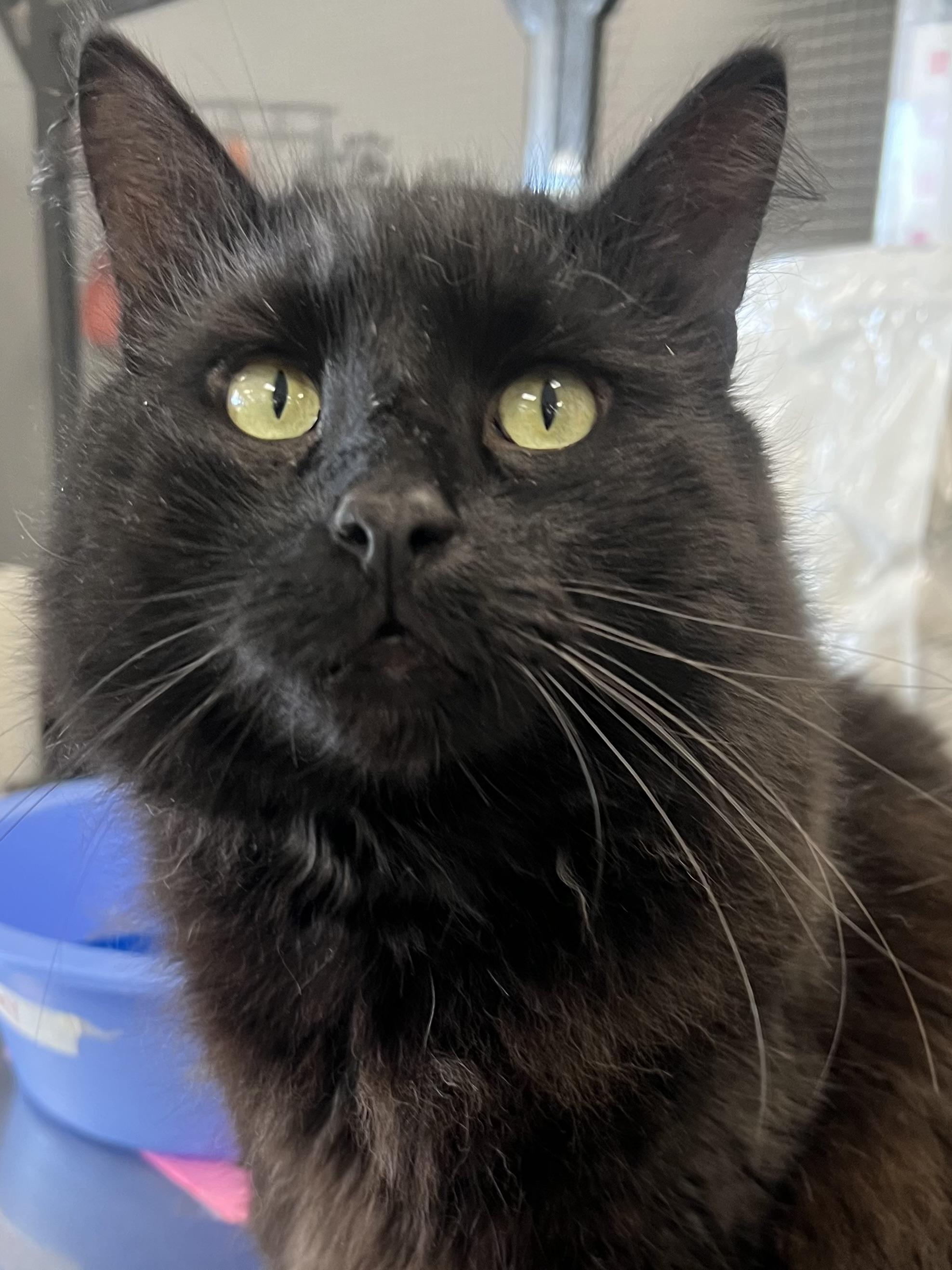 Enlarge Blackie, an adopted Domestic Medium Hair in Johnston, RI image 5/6