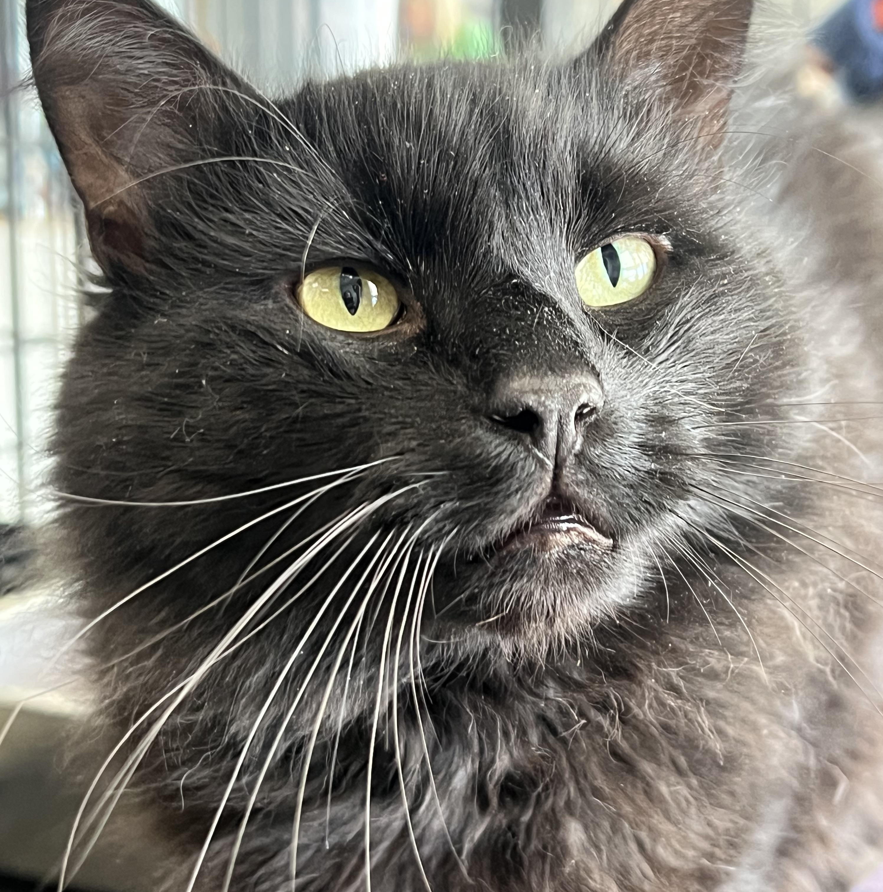 Blackie, Adoptable, Adult Male Domestic Medium Hair.