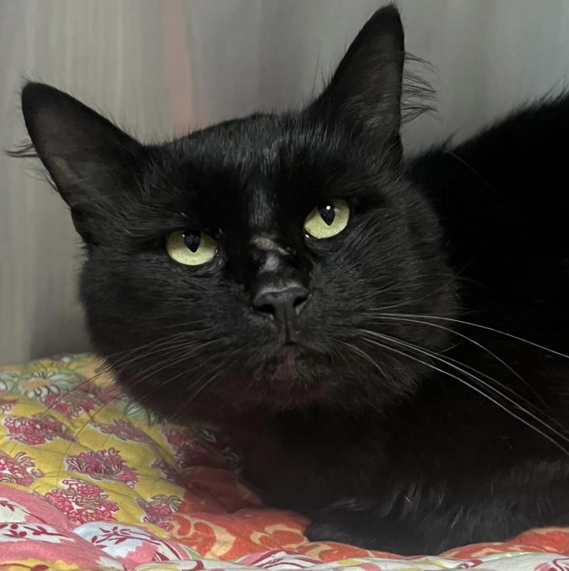 Enlarge Blackie, a Adoptable Domestic Medium Hair in Johnston, RI image 5/6