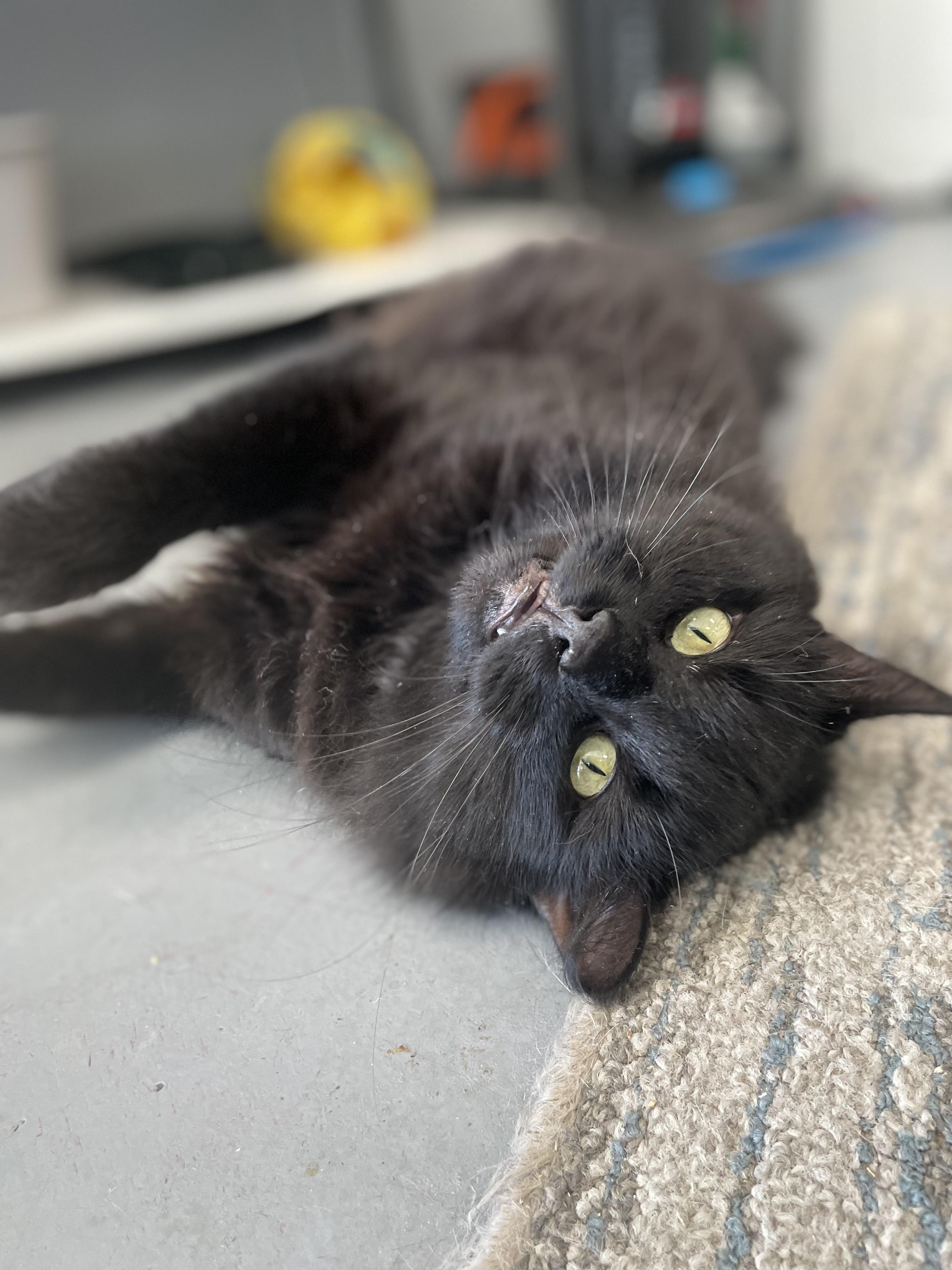 Enlarge Blackie, a Adoptable Domestic Medium Hair in Johnston, RI image 2/6