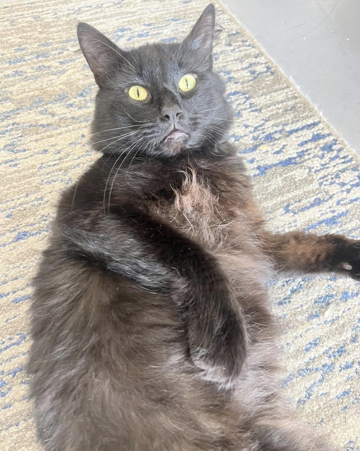 Enlarge Blackie, a Adoptable Domestic Medium Hair in Johnston, RI image 4/6