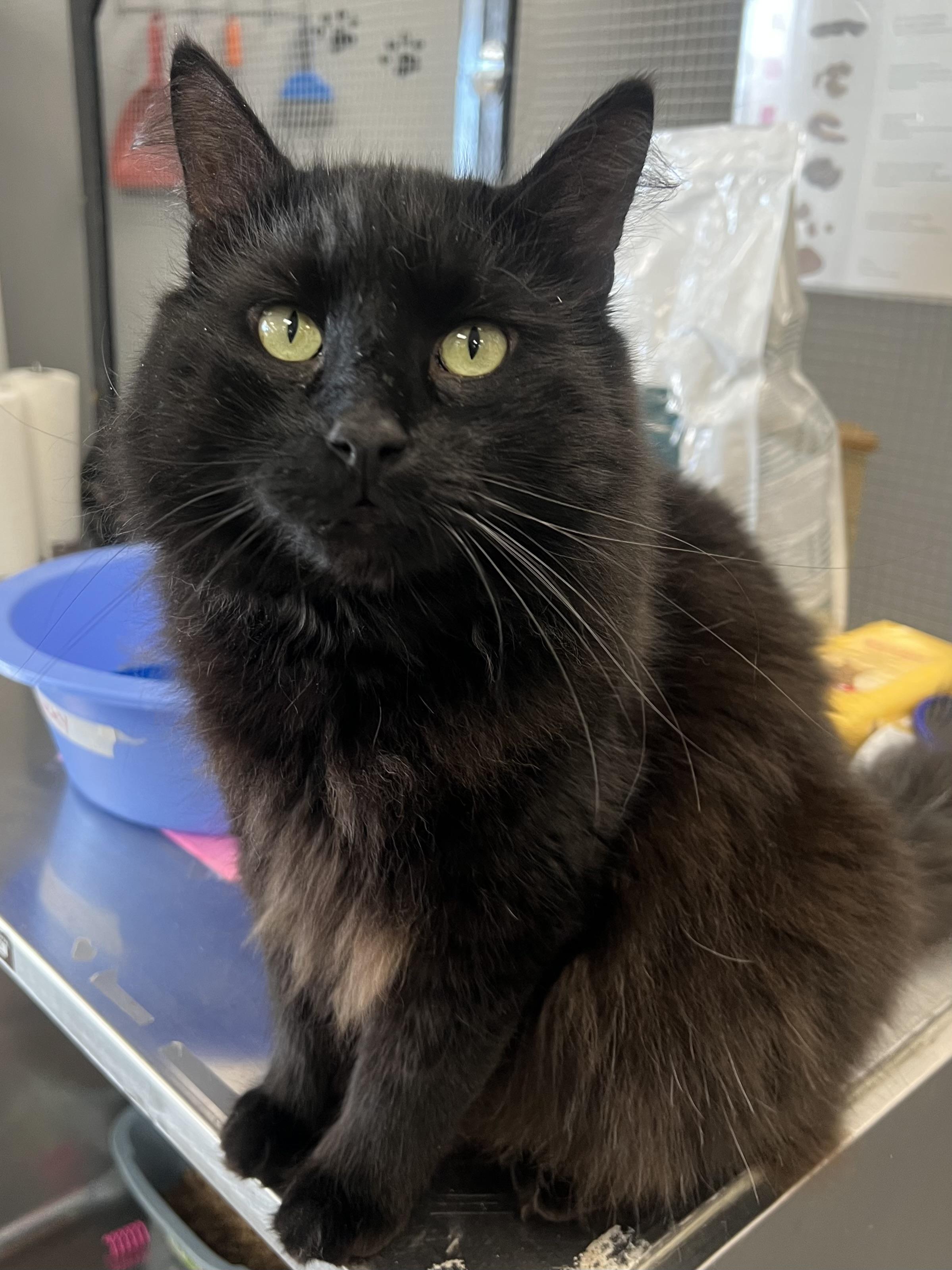 Enlarge Blackie, an adopted Domestic Medium Hair in Johnston, RI image 2/6