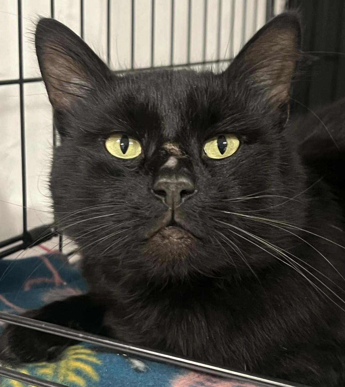 Enlarge Blackie, a Adoptable Domestic Medium Hair in Johnston, RI image 6/6
