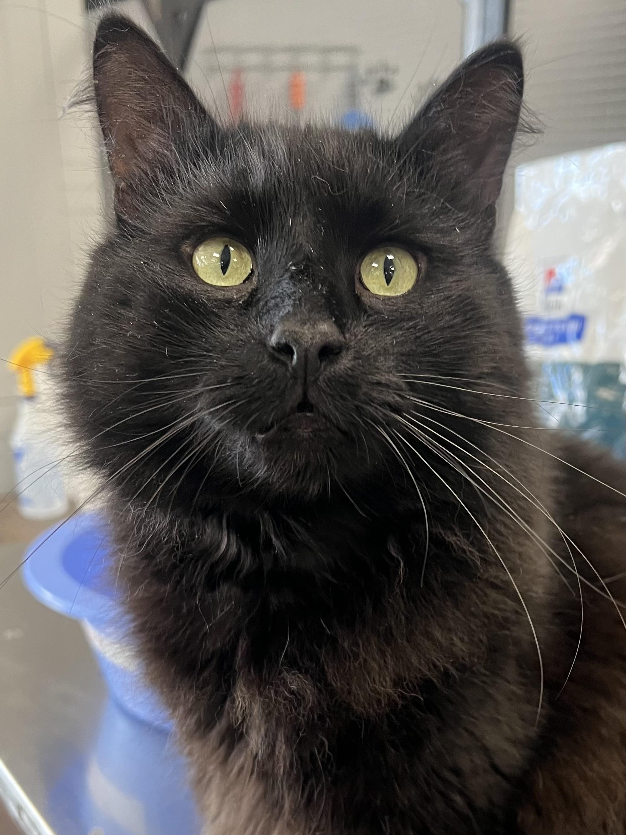 Enlarge Blackie, an adopted Domestic Medium Hair in Johnston, RI image 3/6