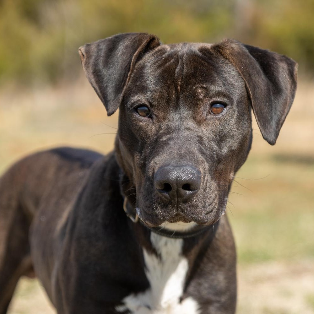 Ryder, ADOPTABLE, Young Male Pit Bull Terrier & Labrador Retriever.