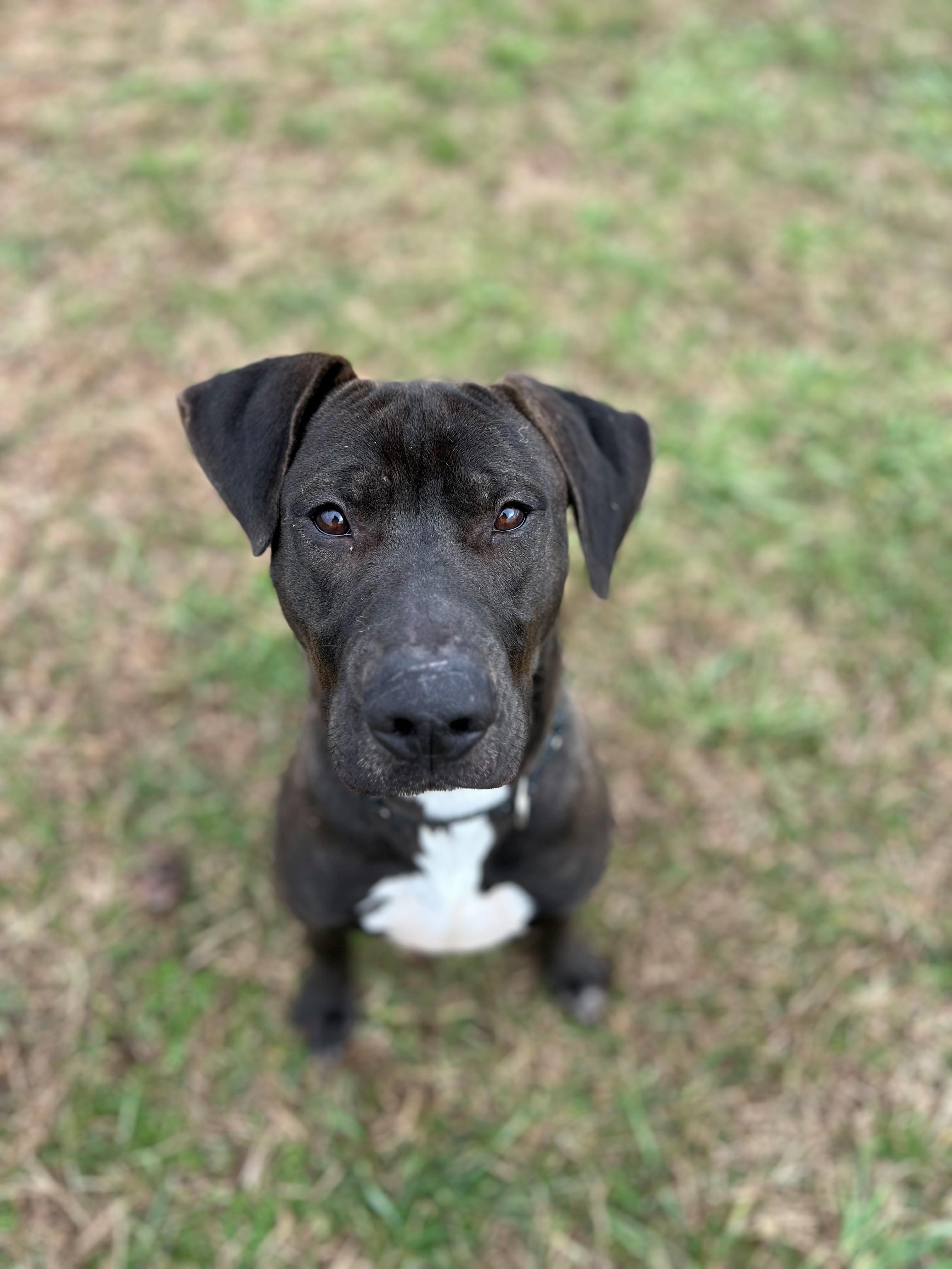 Ryder, ADOPTABLE, Adult Male Pit Bull Terrier & Labrador Retriever.