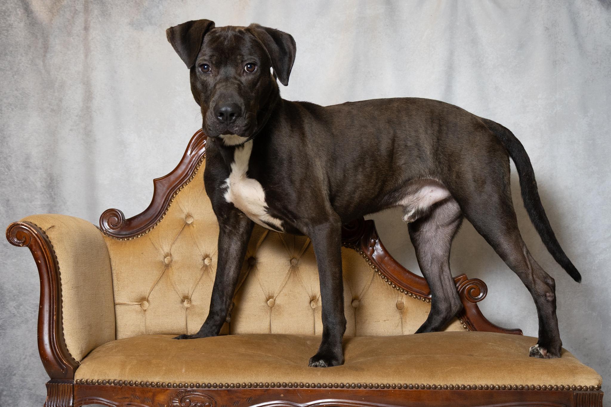 Enlarge Ryder, a ADOPTABLE mixed breed in Lebanon, TN image 6/6