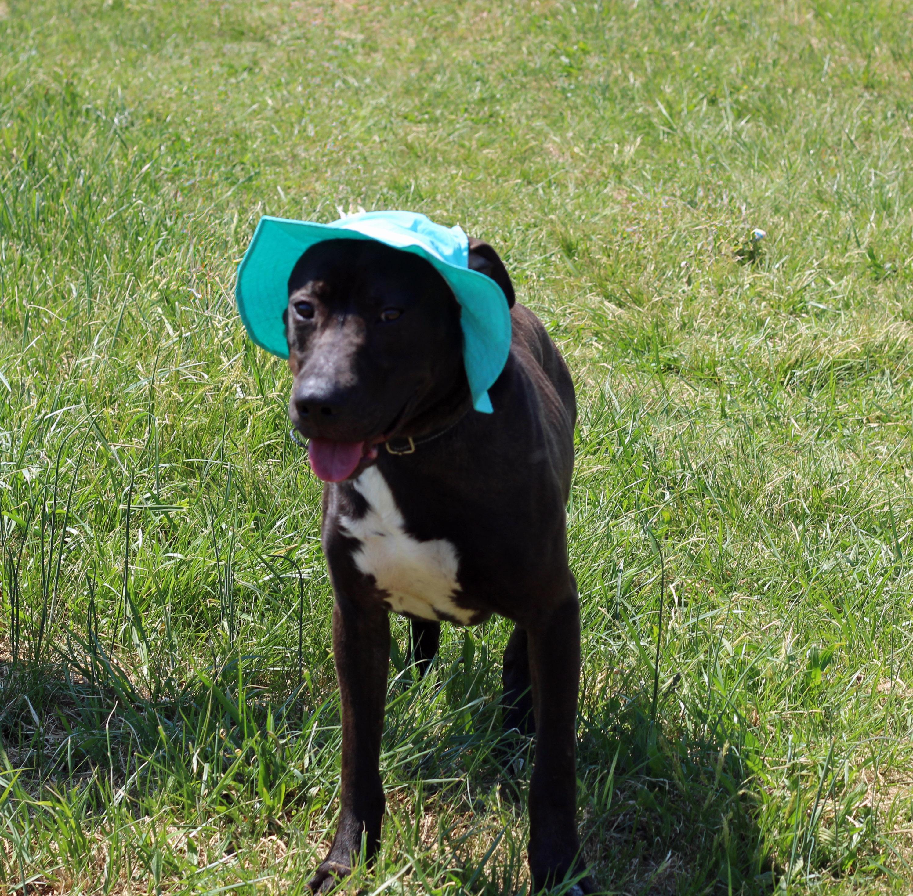 Enlarge Ryder, a ADOPTABLE mixed breed in Lebanon, TN image 4/6