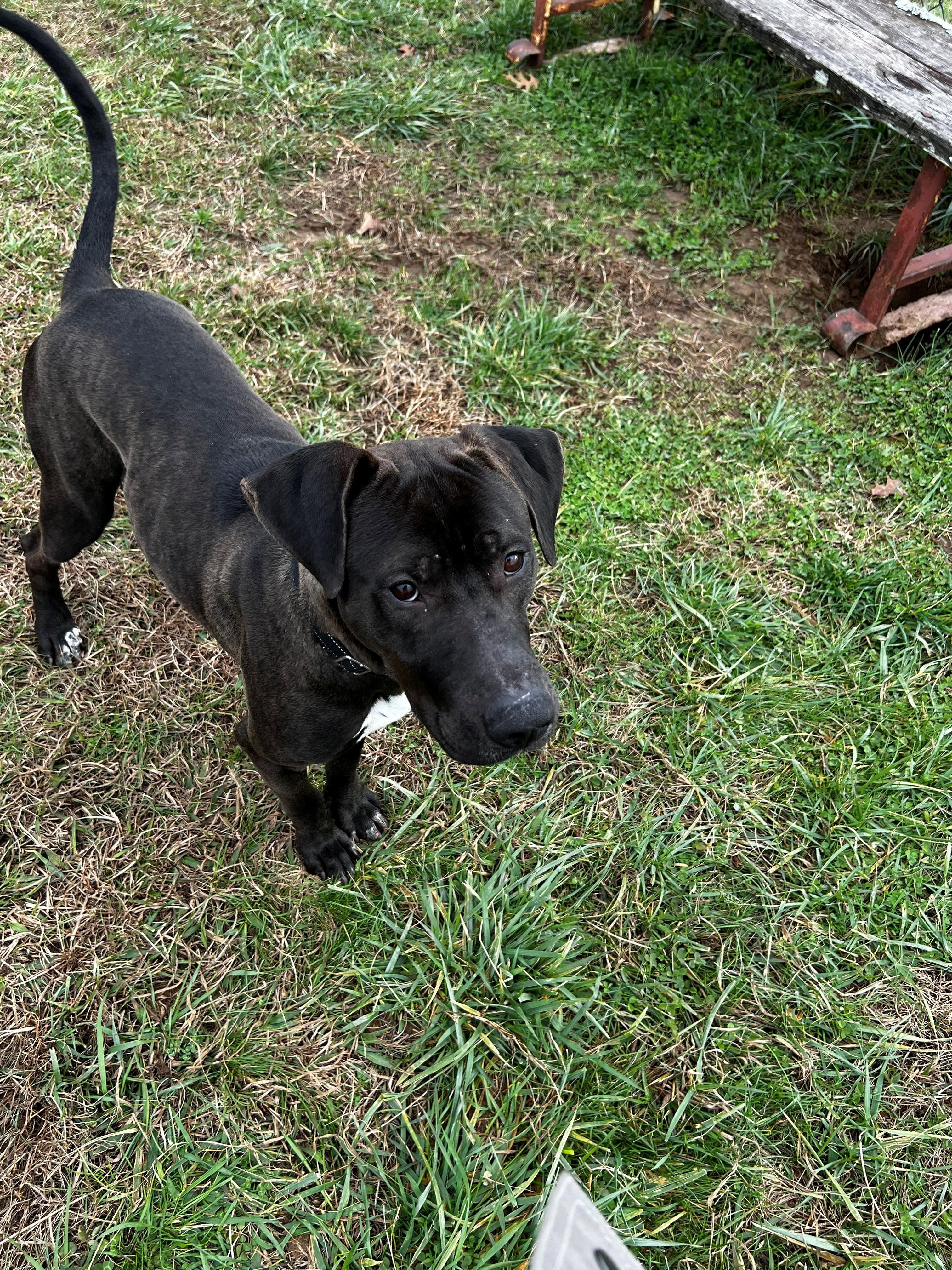 Ryder, a ADOPTABLE mixed breed in Lebanon, TN image 3/3
