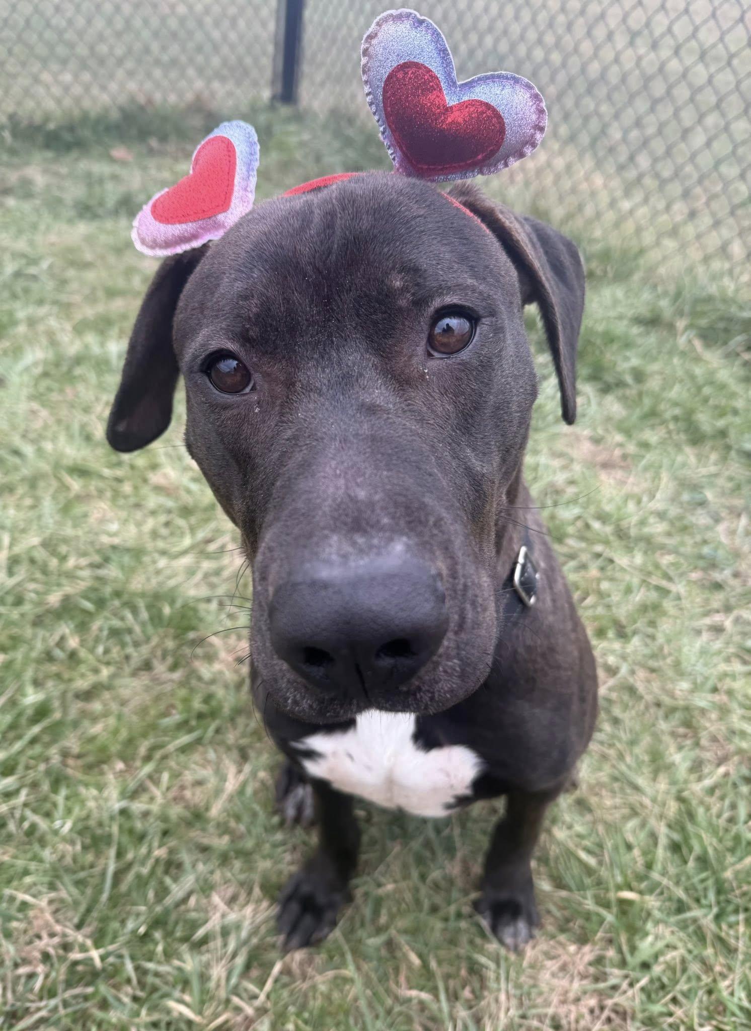 Enlarge Ryder, a ADOPTABLE mixed breed in Lebanon, TN image 5/6