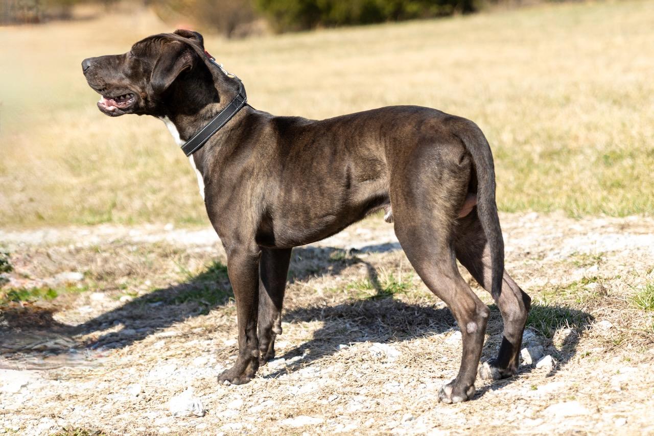 Enlarge Ryder, a ADOPTABLE mixed breed in Lebanon, TN image 3/6