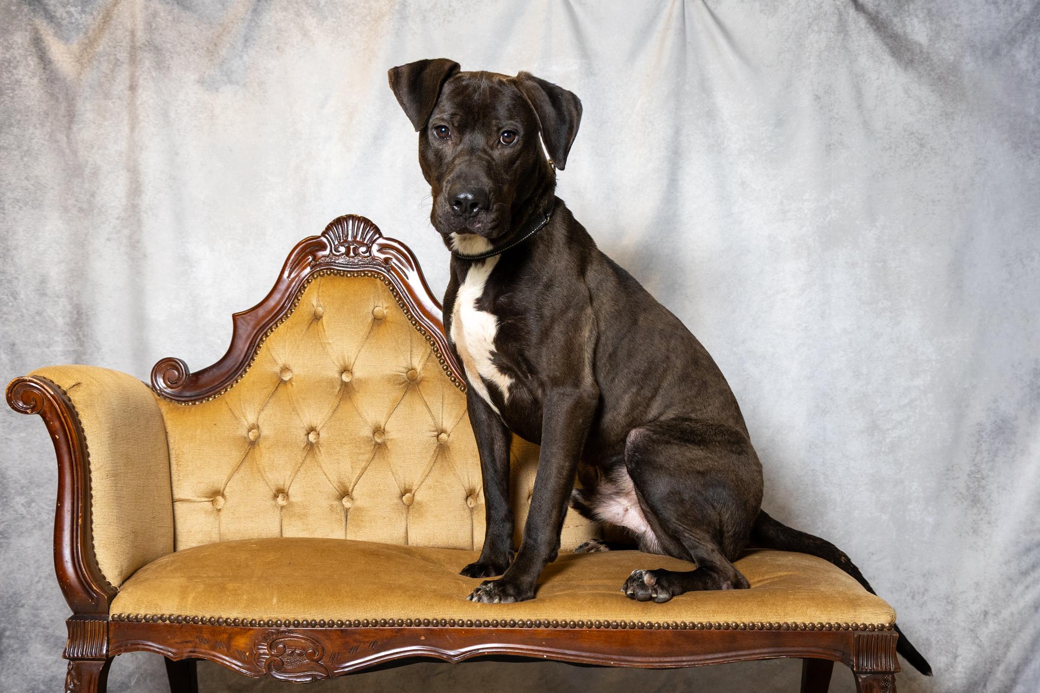 Enlarge Ryder, a ADOPTABLE mixed breed in Lebanon, TN image 2/6