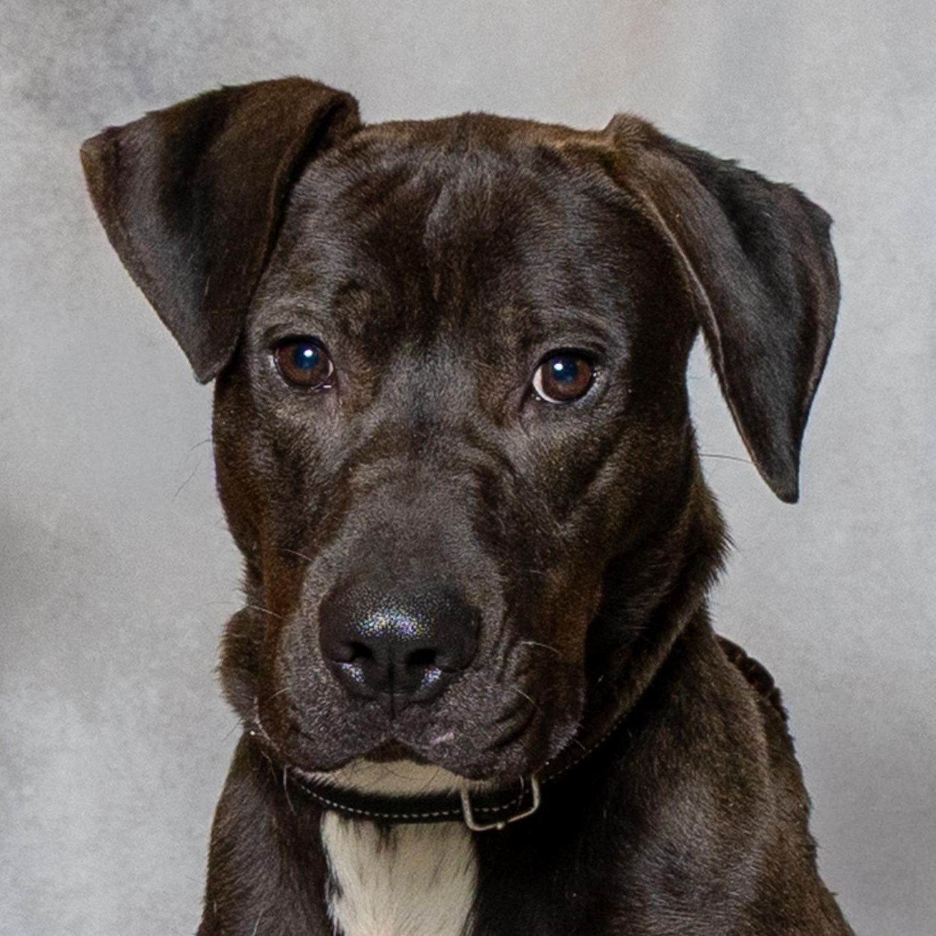 Ryder, ADOPTABLE, Adult Male Labrador Retriever & Pit Bull Terrier.
