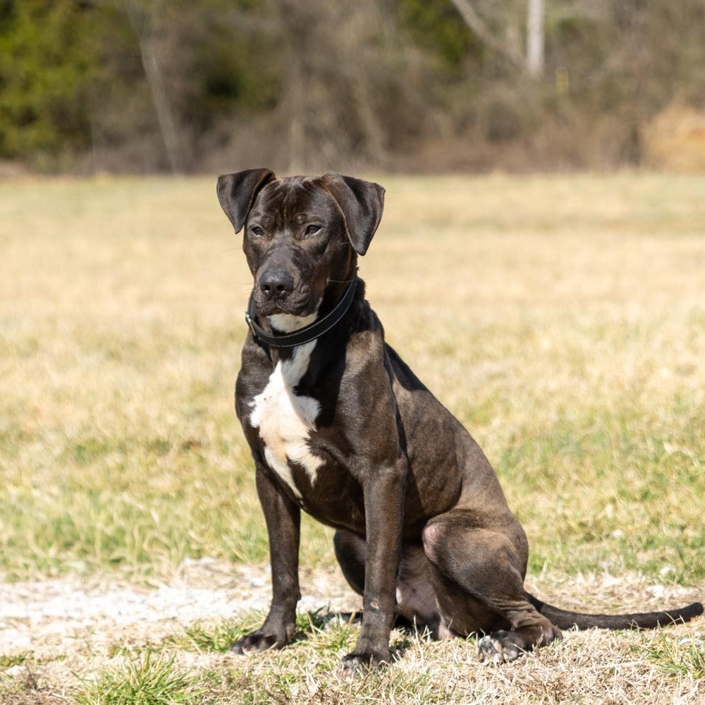 Enlarge Ryder, a ADOPTABLE mixed breed in Lebanon, TN image 2/6