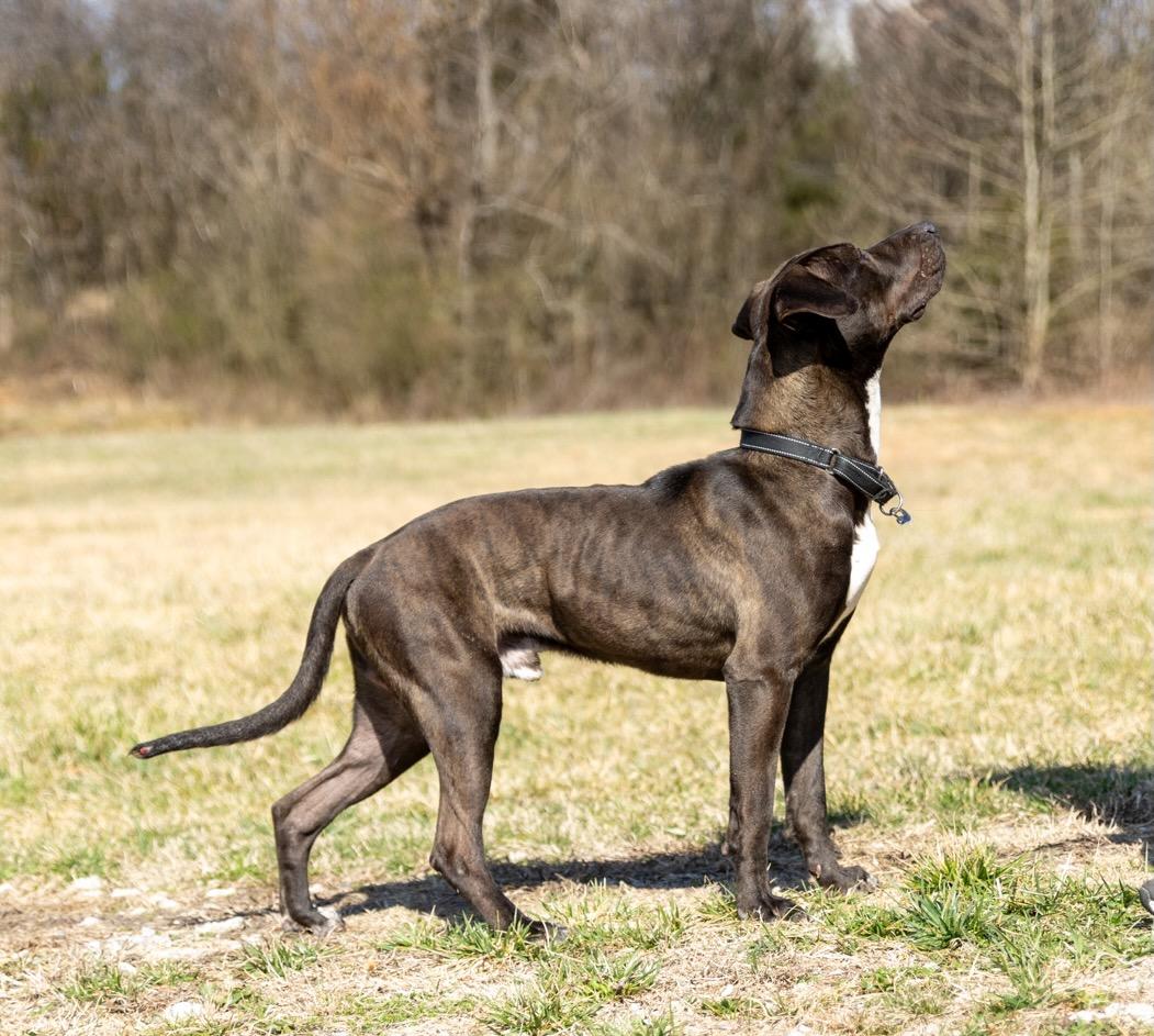 Enlarge Ryder, a ADOPTABLE mixed breed in Lebanon, TN image 4/6