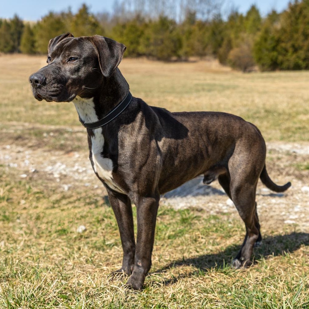 Enlarge Ryder, a ADOPTABLE mixed breed in Lebanon, TN image 6/6