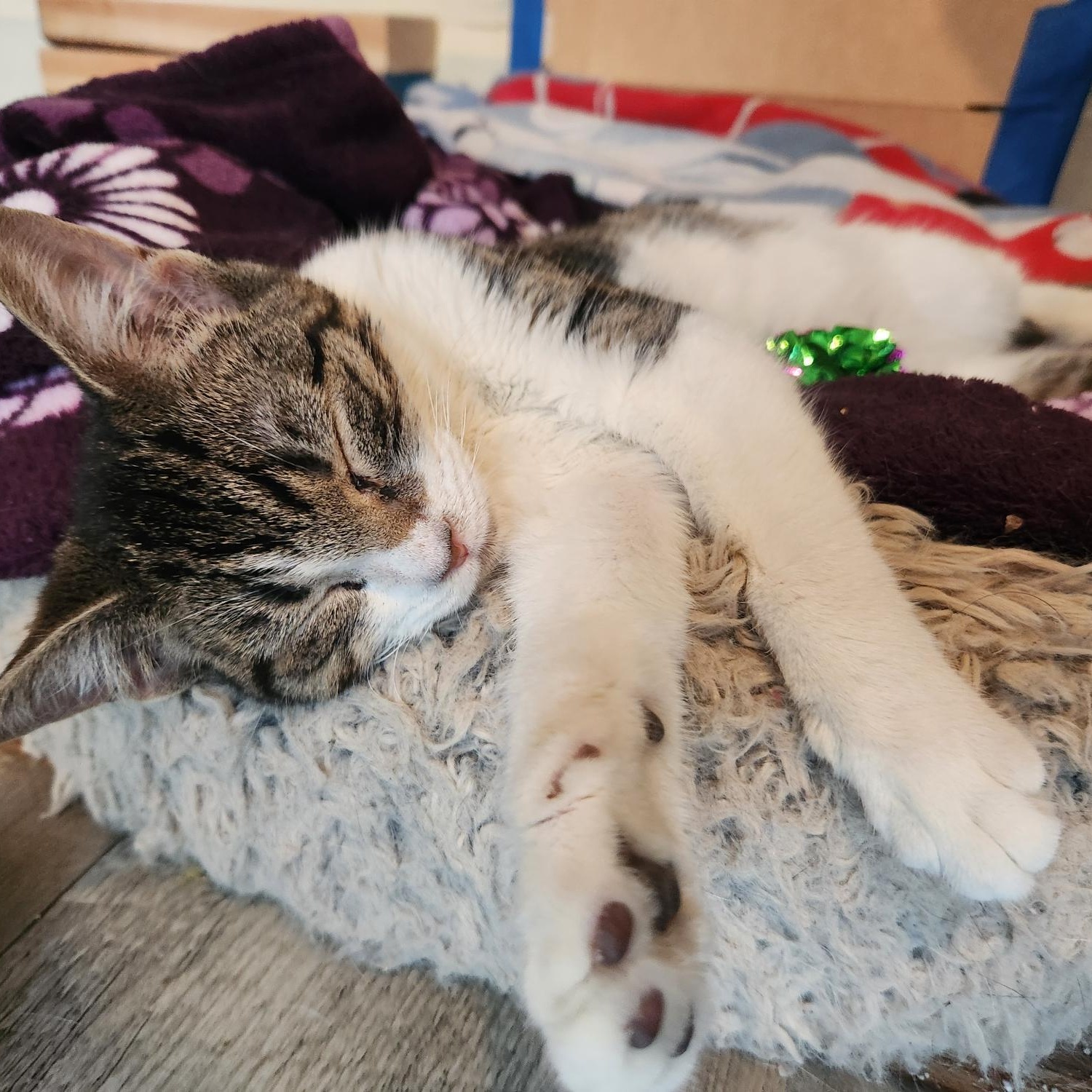 Smapdi, a Adoptable Domestic Short Hair in Racine, WI image 4/5